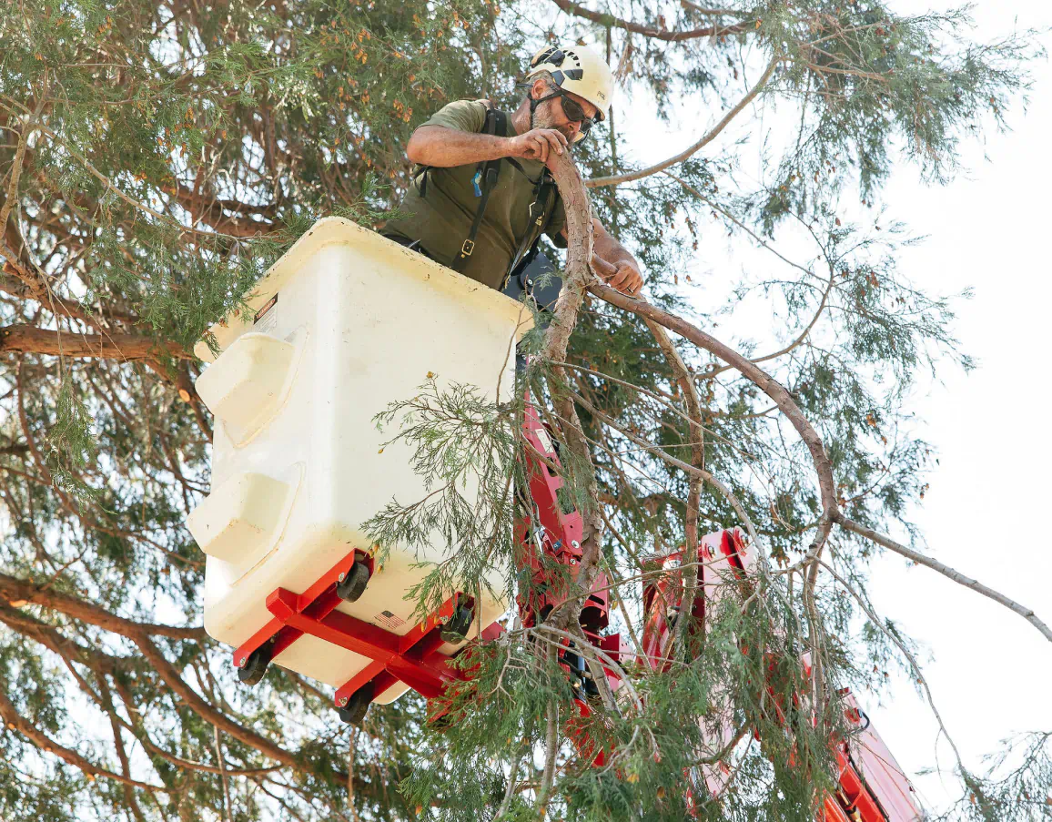 Tree Chipping Services