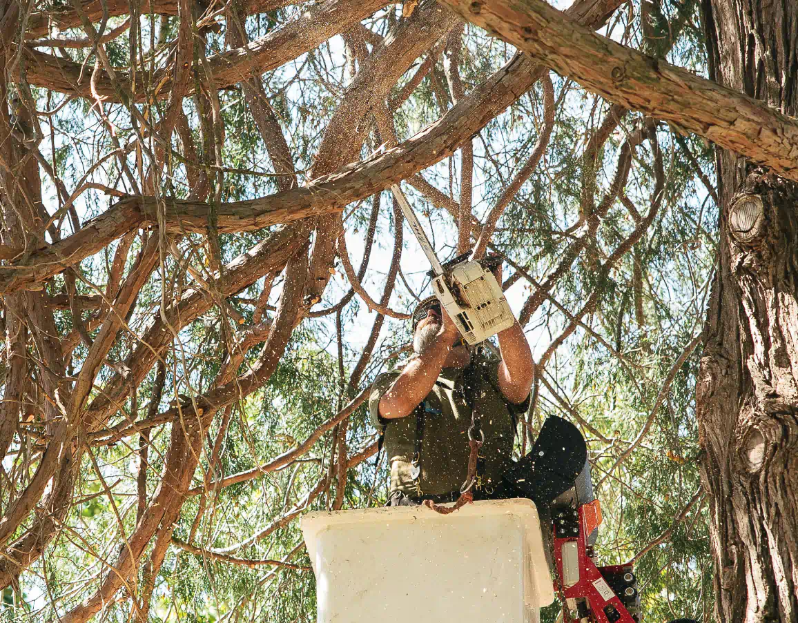 Tree Pruning Services